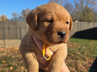 Labrador Retriever dogs - Ad 18