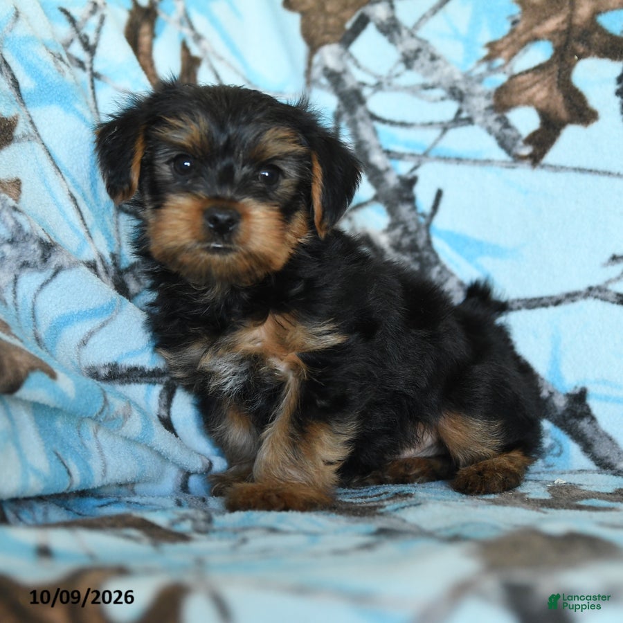 Gus (Yorkshire Terrier, Male) in Gap, PA