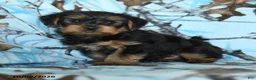 Yorkshire Terrier dogs for sale: Gus - Ad 1