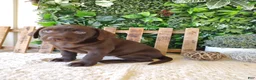 Labrador Retriever dogs for sale: Lexi - Ad 7