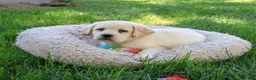 Labrador Retriever dogs for sale: Bubbles - Ad 1
