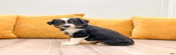 Miniature Australian Shepherd dogs for sale: Dawn - Ad 5