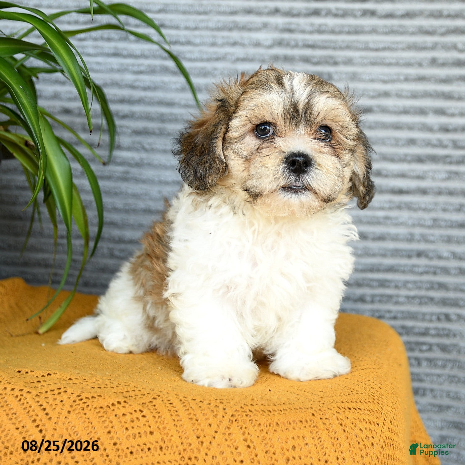 Teddy Bear dogs Everest - Ad 1