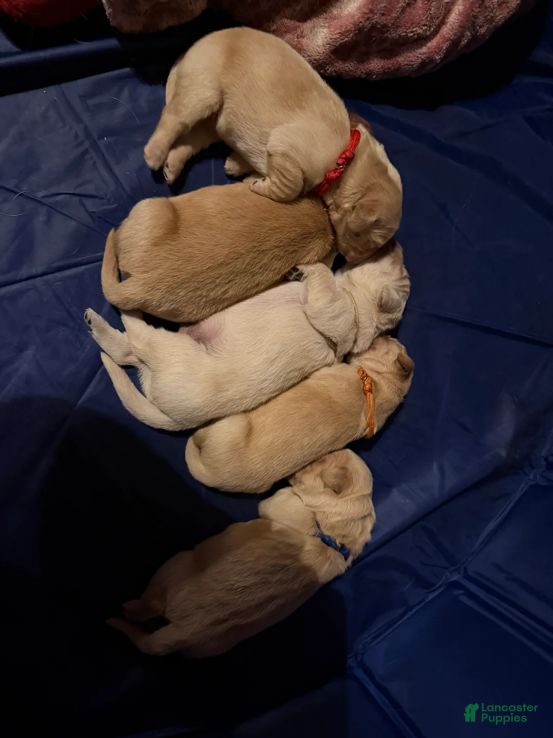 Golden Retriever dogs for sale: Golden Retriever Puppy 2 Pink - Ad 14