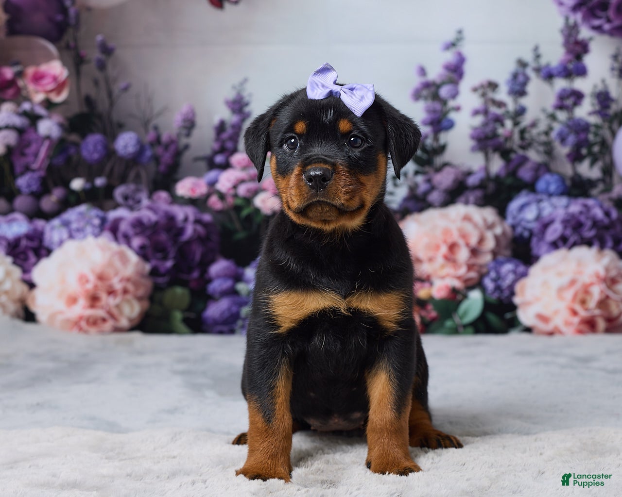 Rottweiler dogs Nova - Ad 1