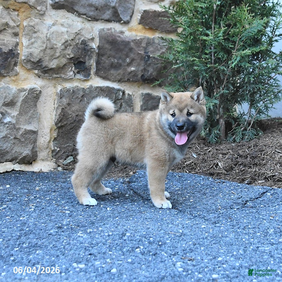 Shiba Inu dogs for sale: Shiloh - Ad 2
