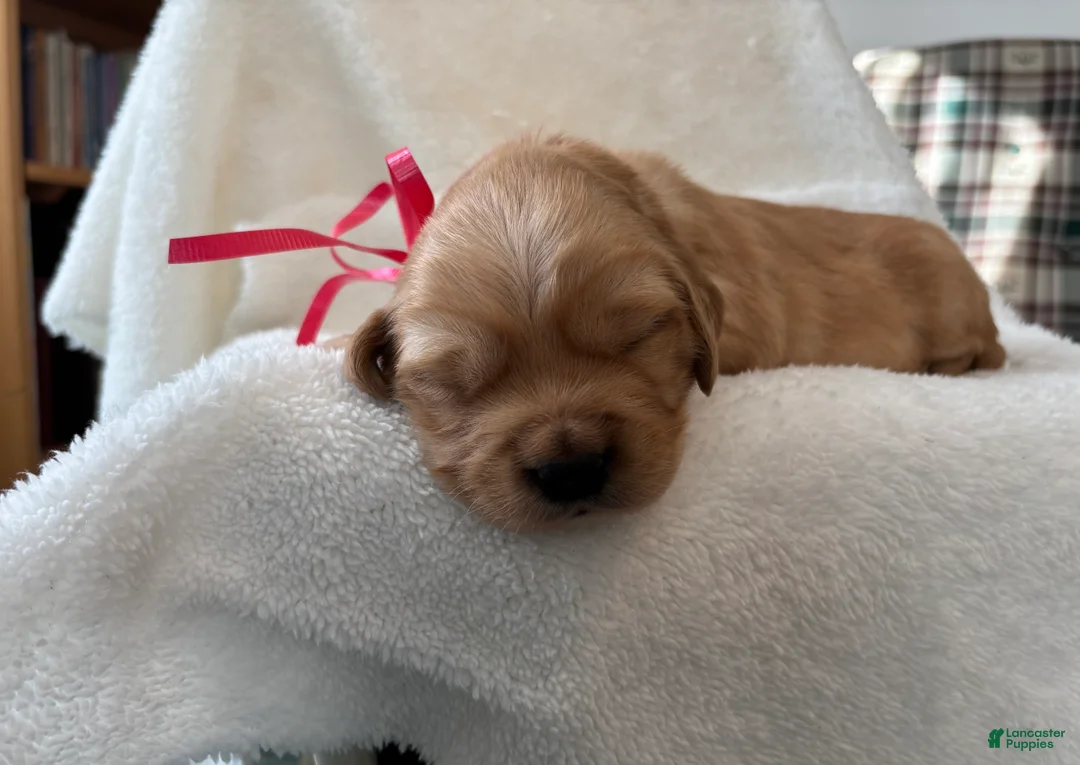 Golden Retriever dogs for sale: Grace  - Ad 13