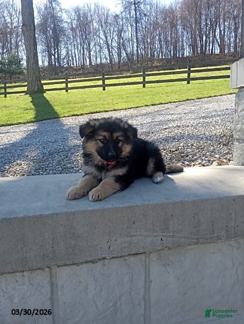 German Shepherd dogs Sally - Ad 1