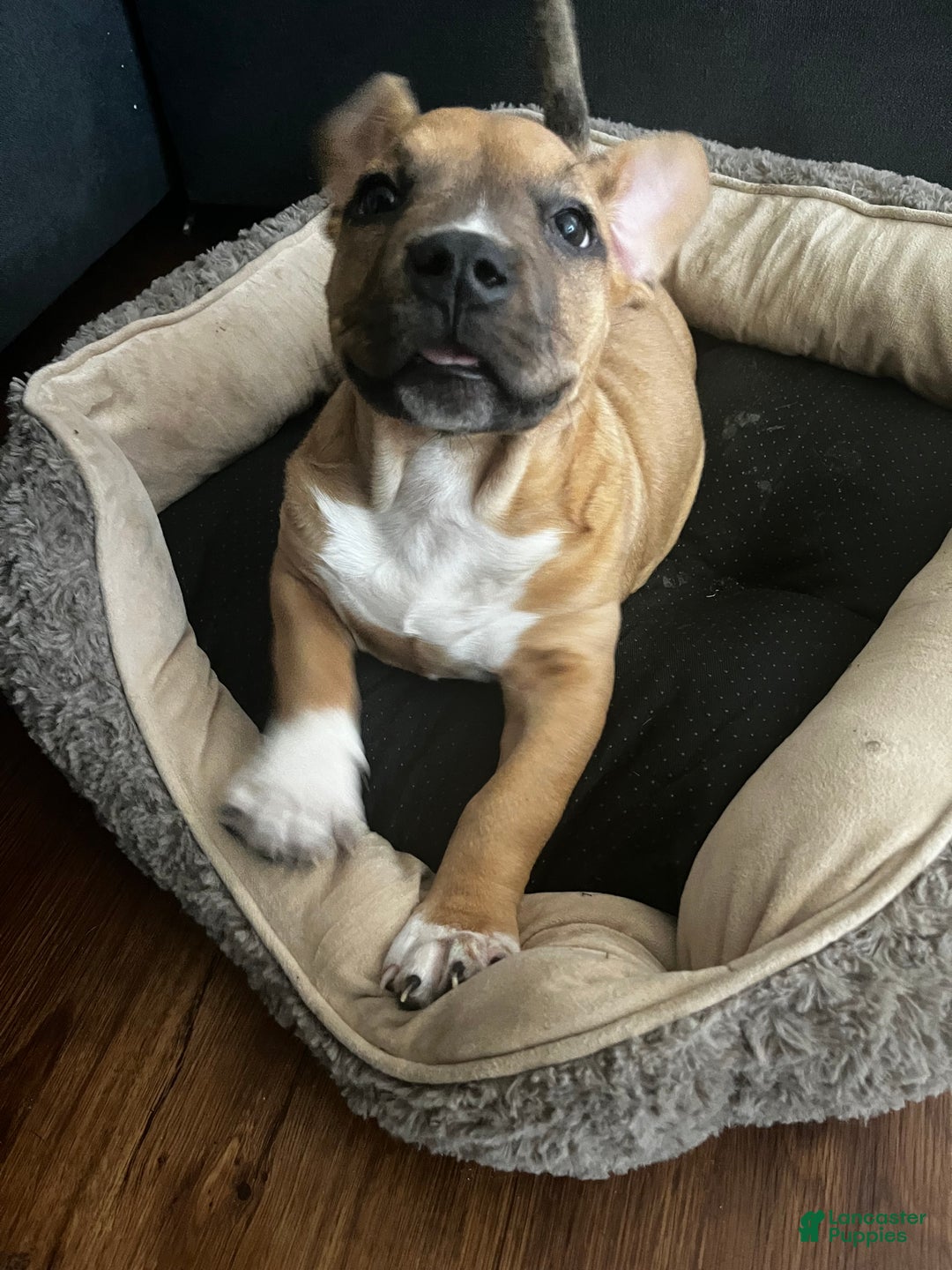 American Bully dogs for sale: Mocha - Ad 3