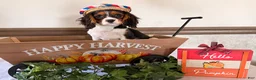 Cavalier King Charles Spaniel dogs for sale: Scout - Ad 1