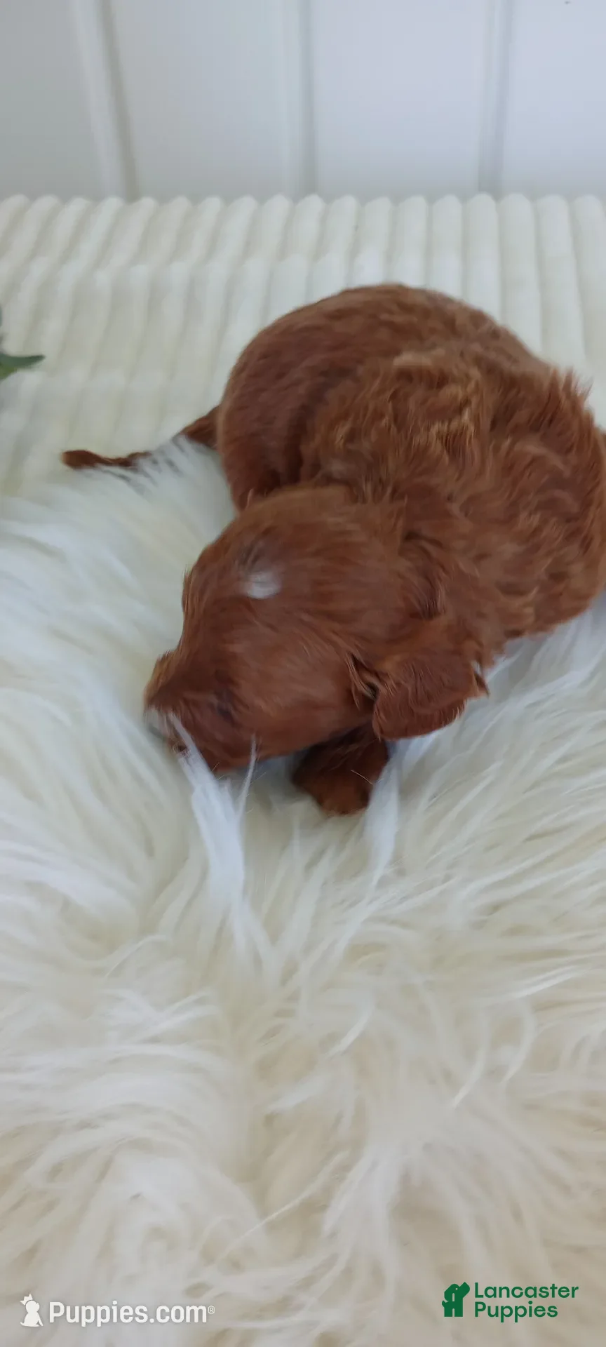Mini Goldendoodle dogs Jayden - Ad 16