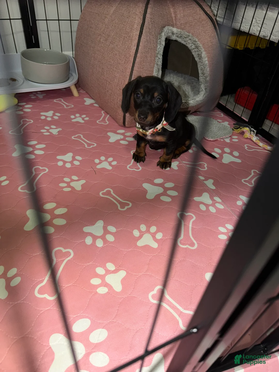Miniature Dachshund dogs for sale: Miniature Dachshund 1 - Ad 2