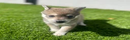Alaskan Klee Kai dogs for sale: Rhaena - Ad 8