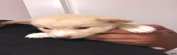 Mixed Breed dogs for sale: Crème - Ad 2