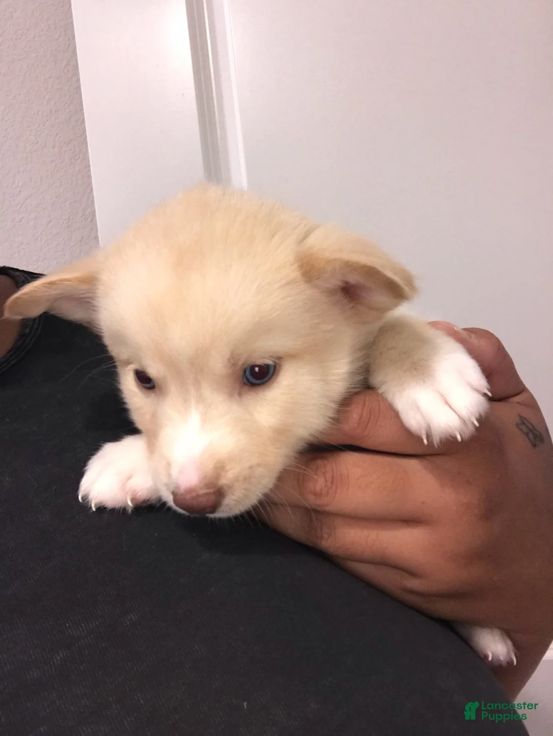 Mixed Breed dogs for sale: Crème - Ad 2