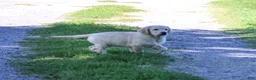 Golden Retriever dogs for sale: Gwenn - Ad 7