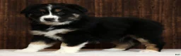 Miniature Australian Shepherd dogs for sale: Rose - Ad 8