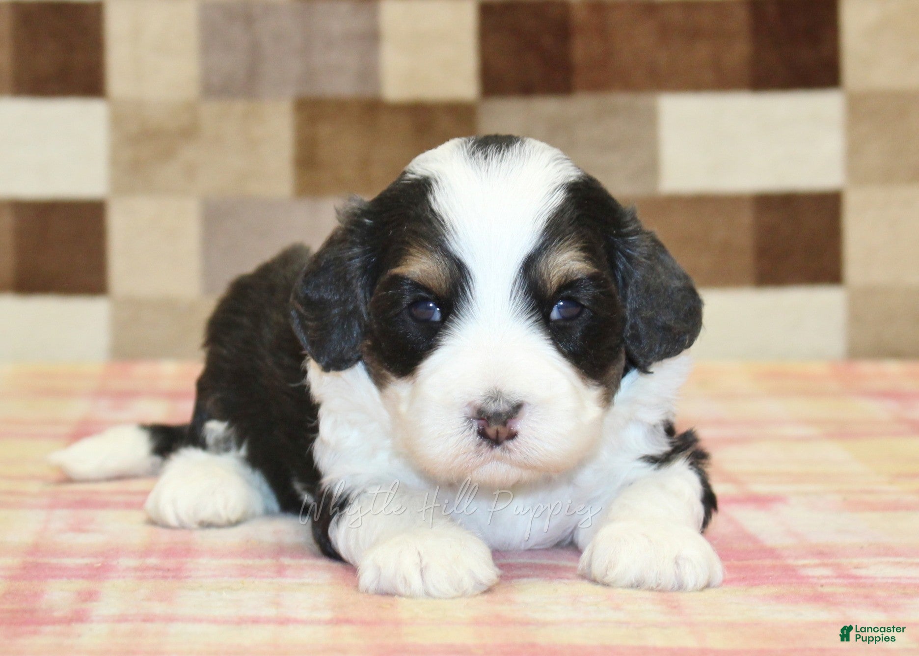 Mini Bernedoodle dogs for sale: Nico - Ad 2