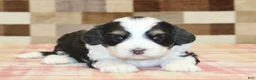 Mini Bernedoodle dogs for sale: Nico - Ad 2