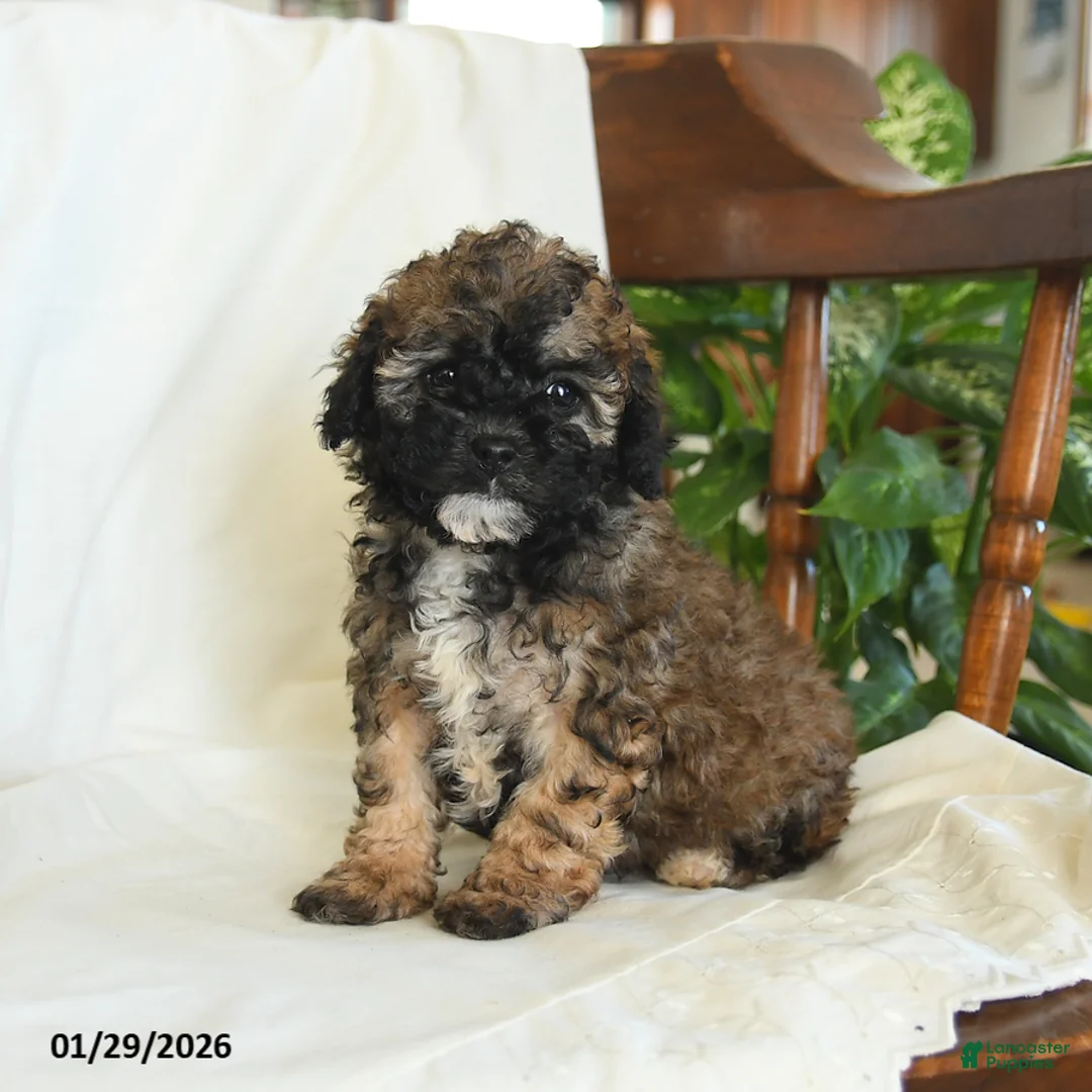 Miniature Poodle dogs for sale: Jasper - Ad 2