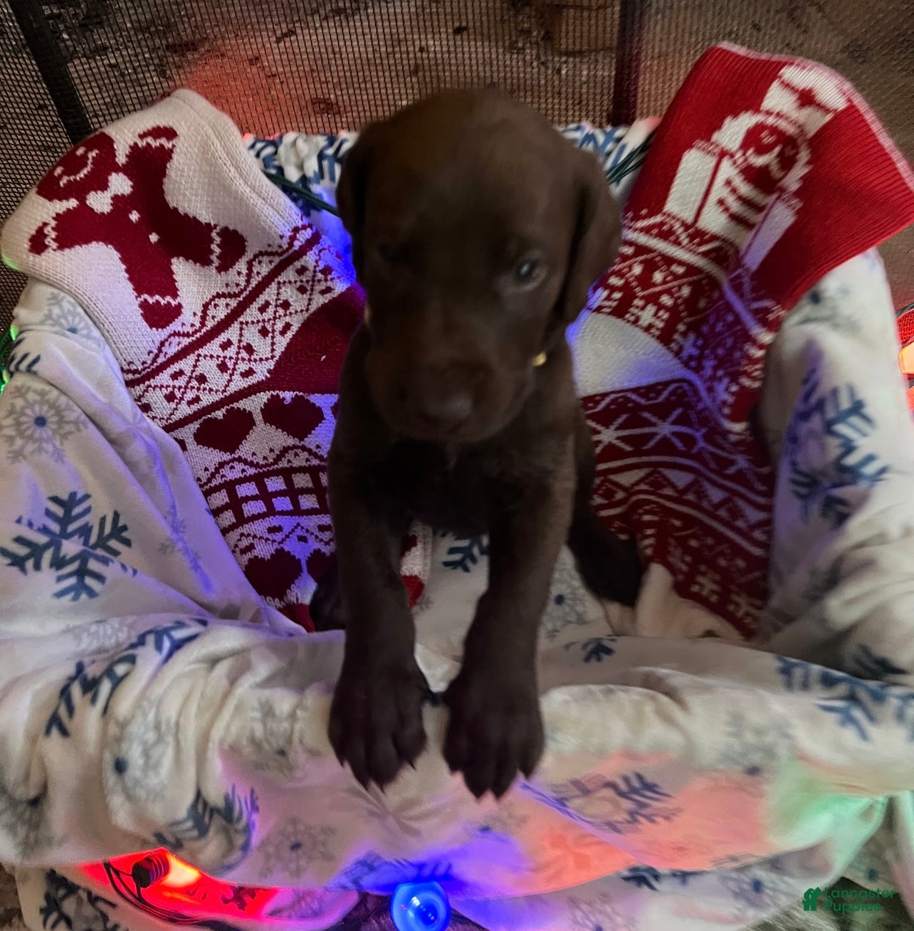 Mixed Breed dogs Charlie - Brown boy - Ad 36