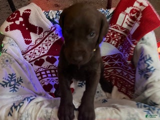 Mixed Breed dogs Charlie - Brown boy - Ad 24