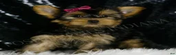 Yorkshire Terrier dogs for sale: Molly - Ad 2