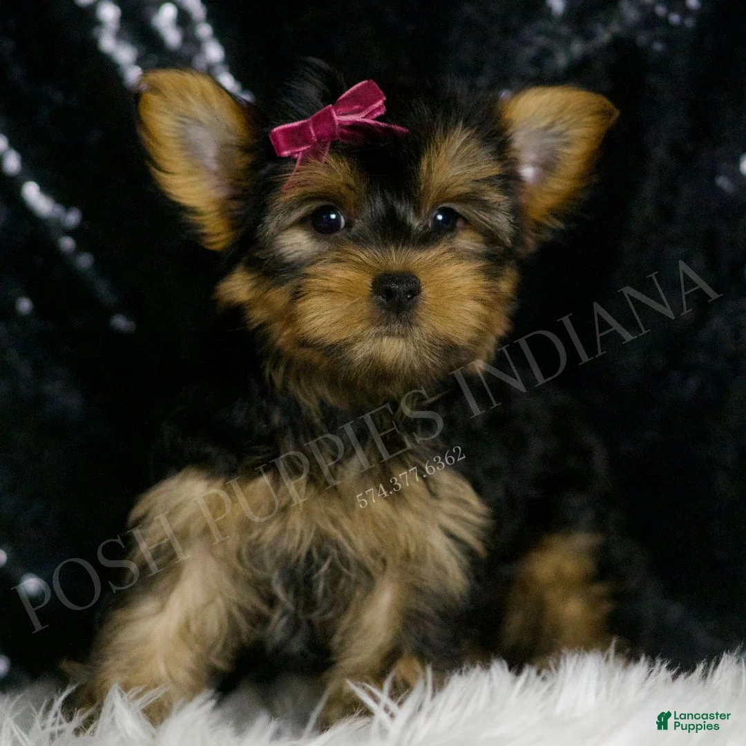 Yorkshire Terrier dogs for sale: Molly - Ad 2