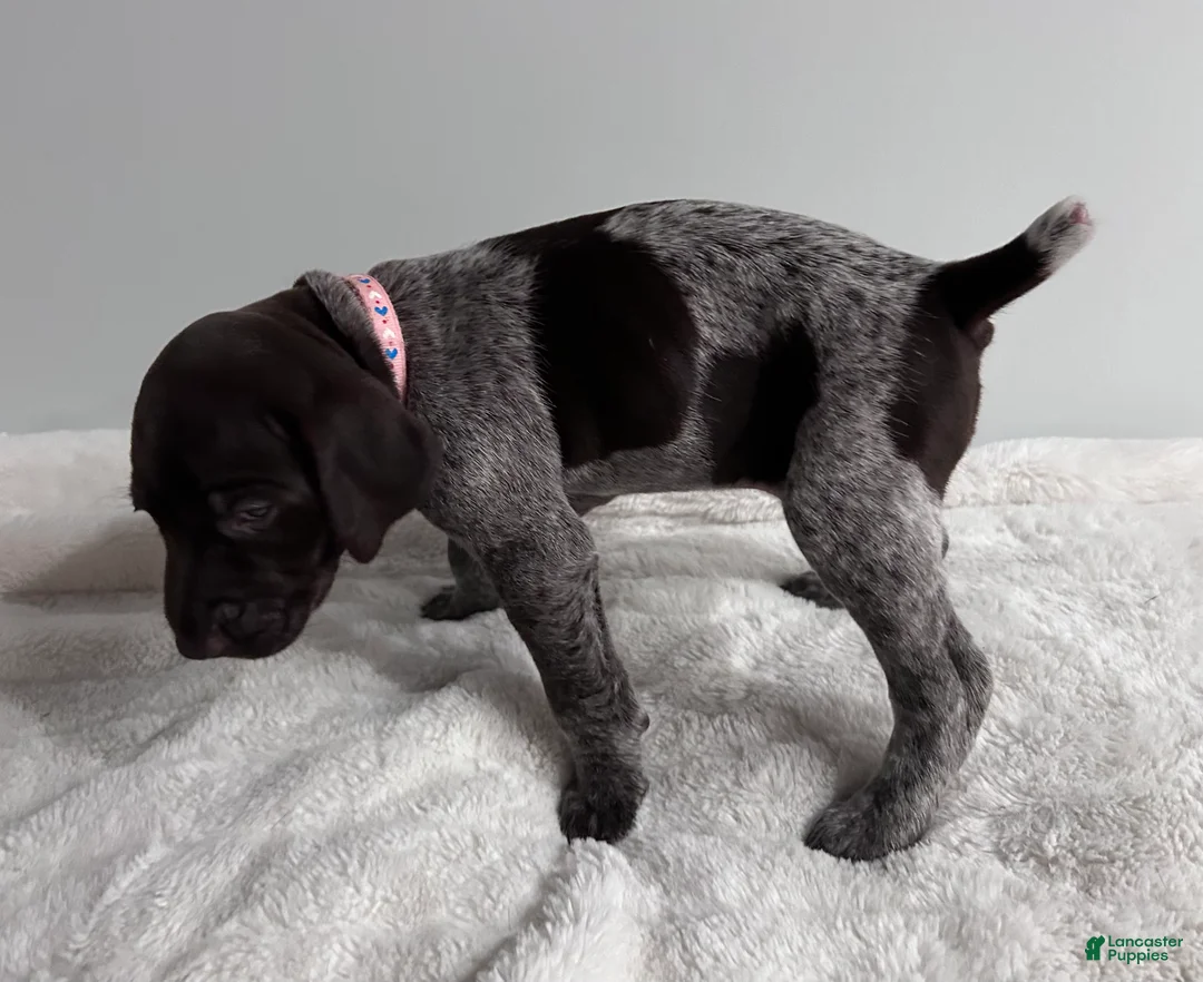 German Shorthaired Pointer dogs for sale: Mercy - Ad 2
