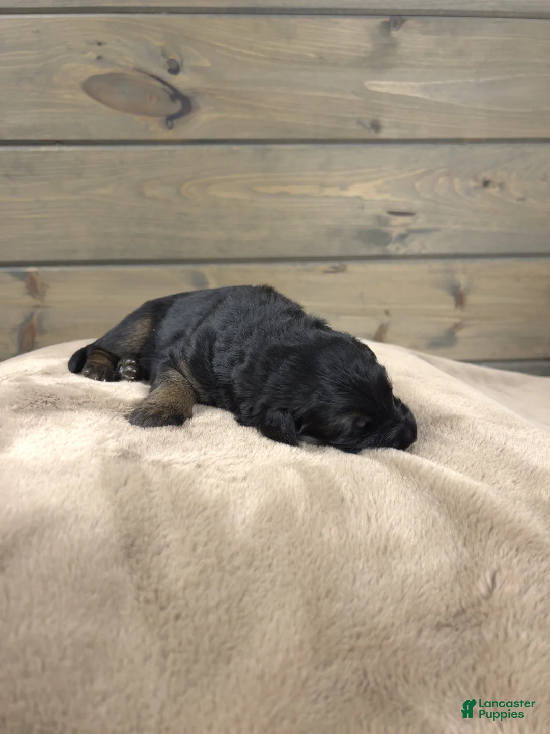 German Shepherd dogs for sale: Capri - Ad 7