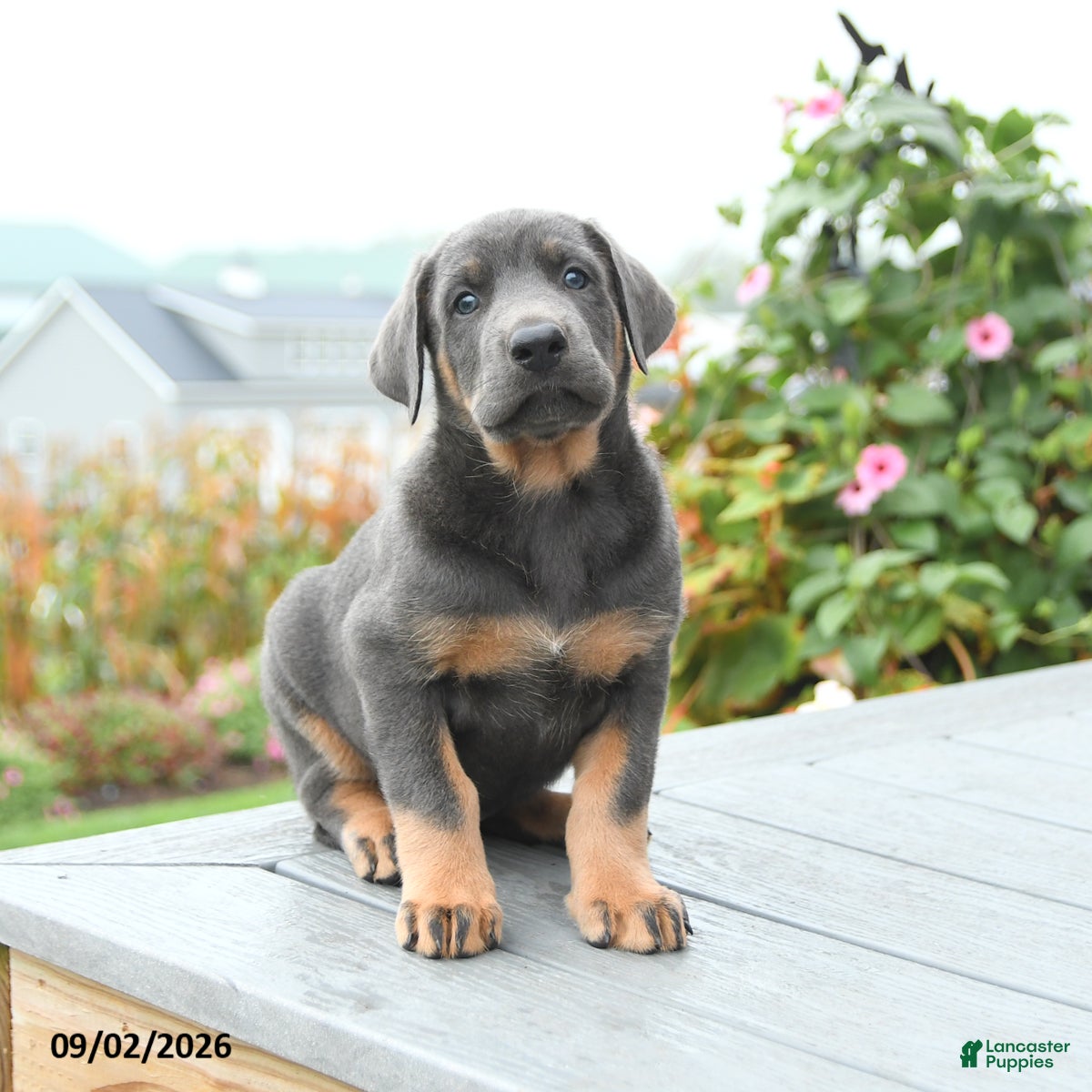 Mixed Breed dogs Fern - Ad 2