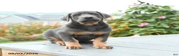 Mixed Breed dogs for sale: Fern - Ad 2