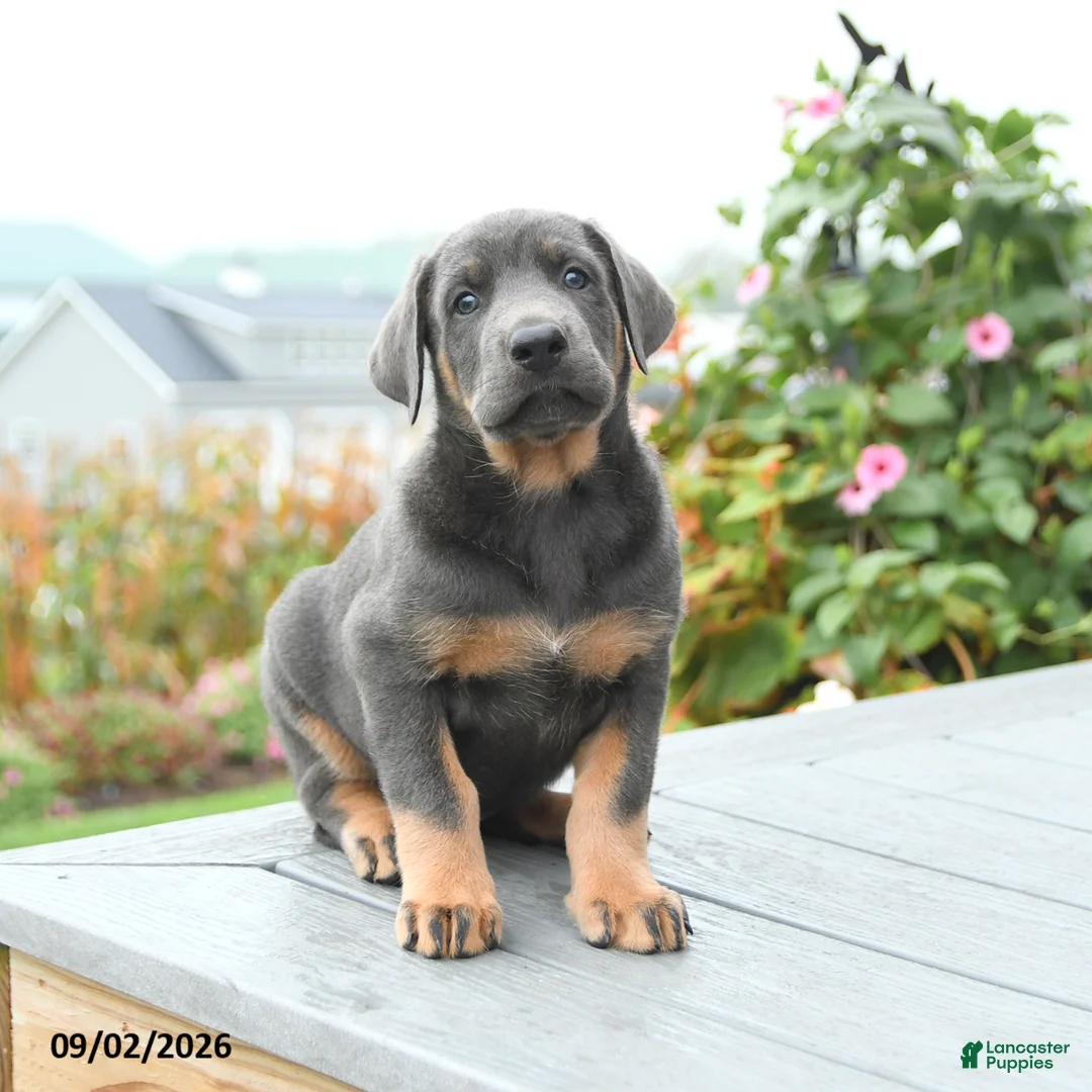 Mixed Breed dogs for sale: Fern - Ad 2
