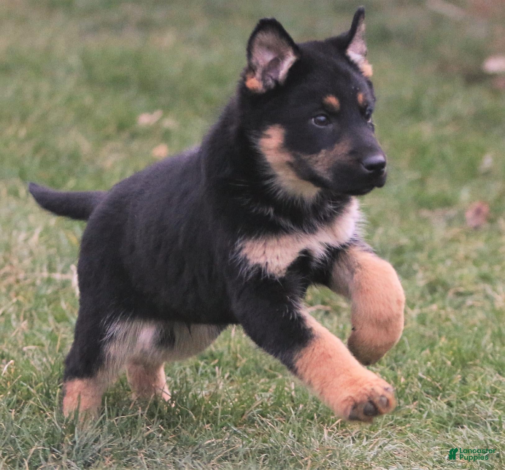 Gerberian Shepsky dogs Gerberian Shepsky Puppy 1 - Ad 1