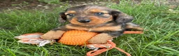 Dachshund dogs for sale: Paxton - Ad 3
