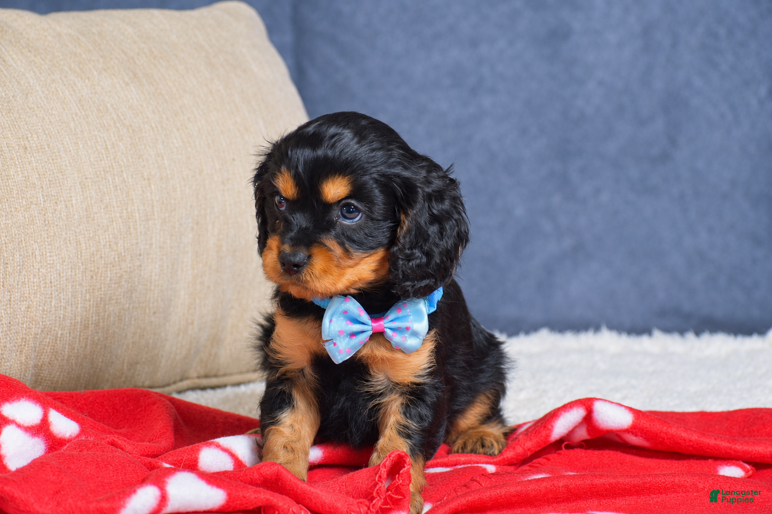 Cavapoo dogs Fabian - Ad 2