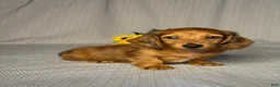 Miniature Dachshund dogs for sale: Amy - Ad 2