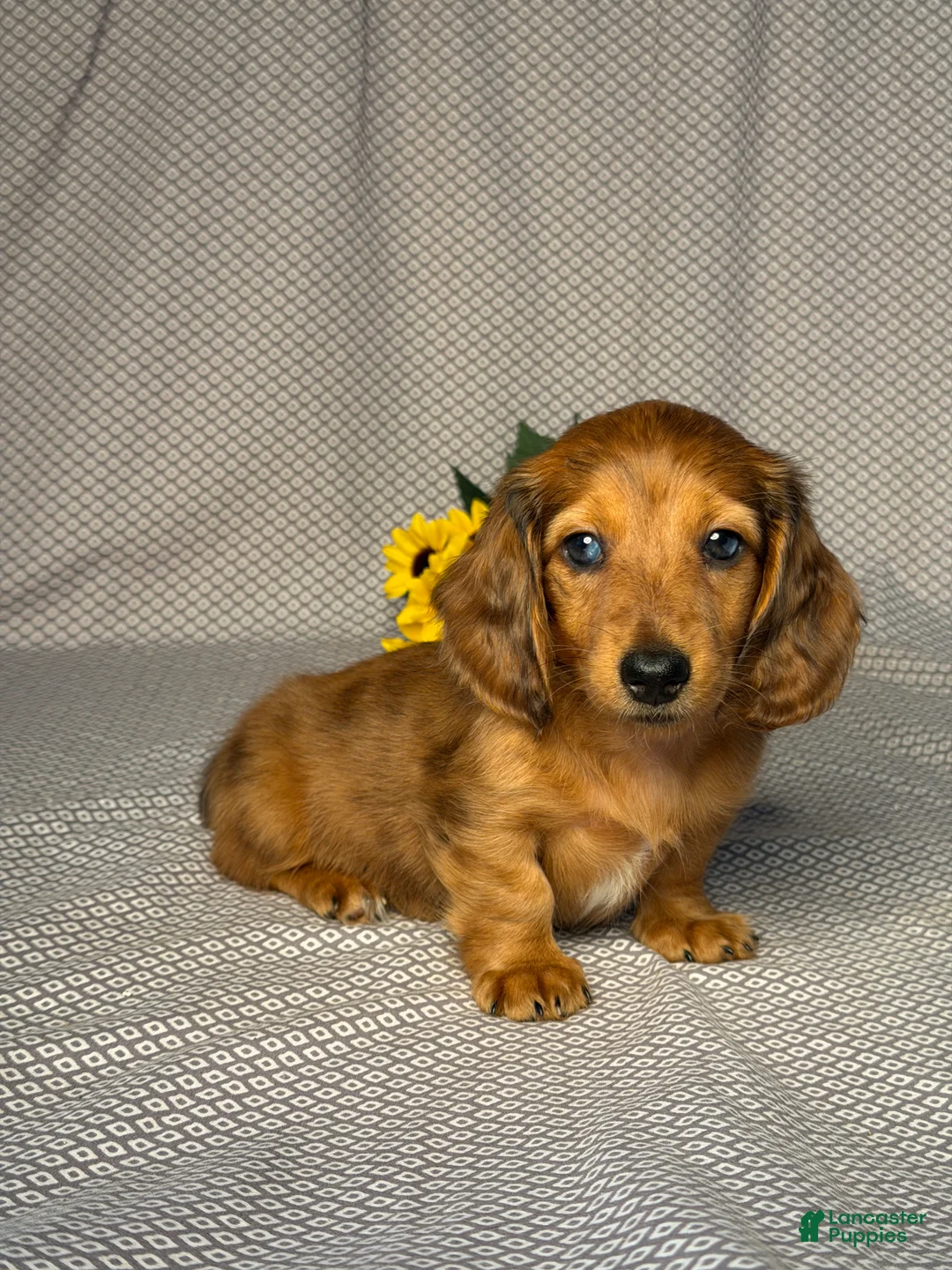 Miniature Dachshund dogs for sale: Amy - Ad 2