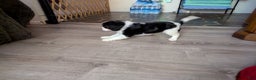 Cavalier King Charles Spaniel dogs for sale: Cavalier King Charles Spaniel Puppy 1 - Ad 3