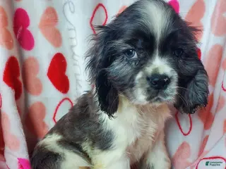 Cocker Spaniel dogs Thor (little one) - Ad 20