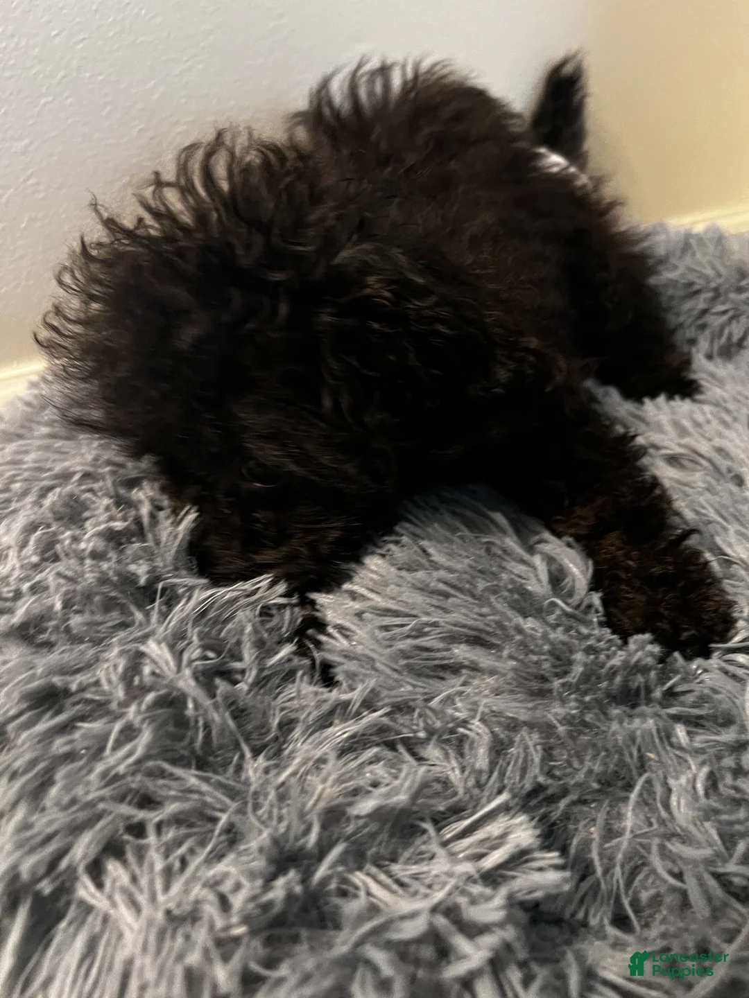 Miniature Poodle dogs for sale: Miniature Poodle 1 - Ad 2