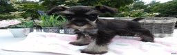 Miniature Schnauzer dogs for sale: Miniature Schnauzer Puppy 5 Curt - Ad 12