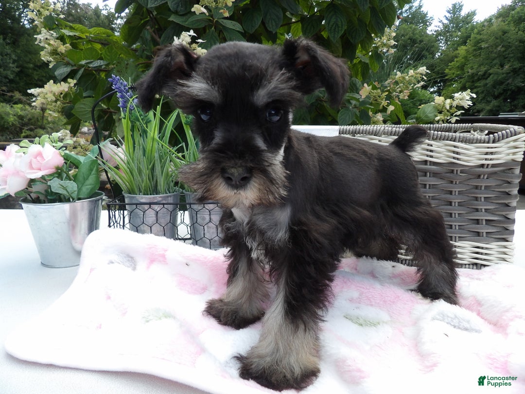 Miniature Schnauzer dogs for sale: Miniature Schnauzer Puppy 5 Curt - Ad 12