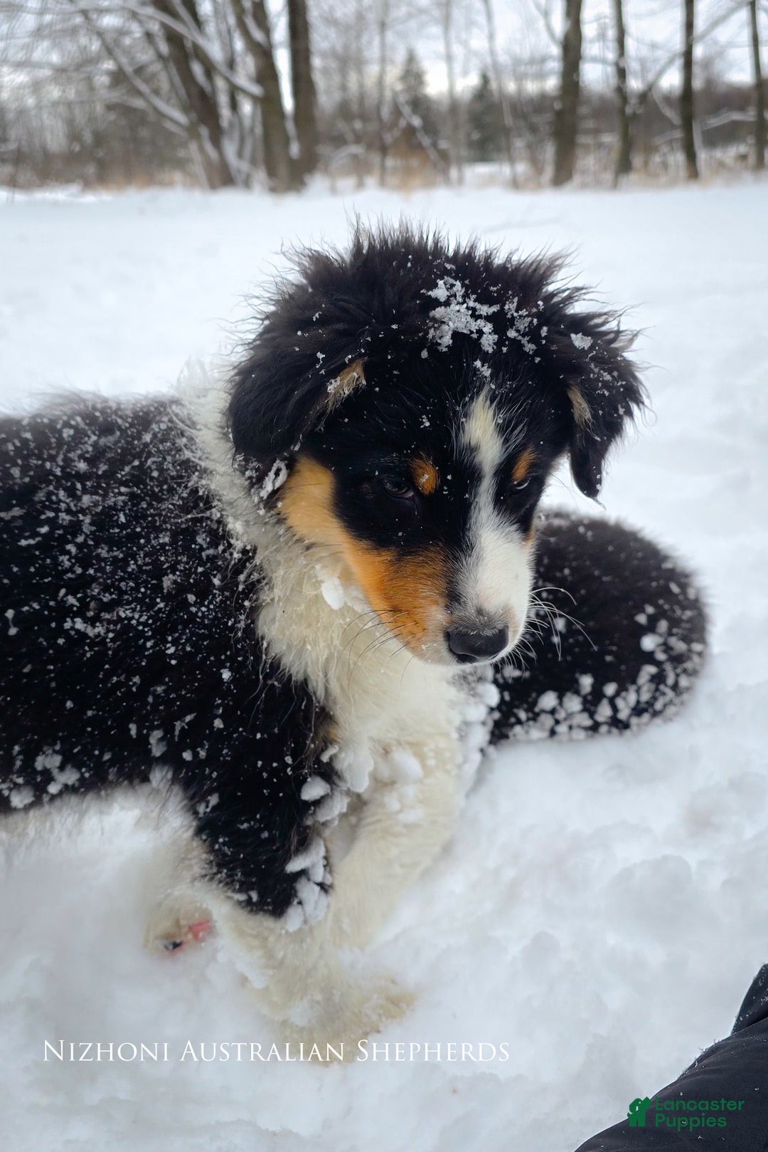 Australian Shepherd dogs for sale: Echo - Ad 5