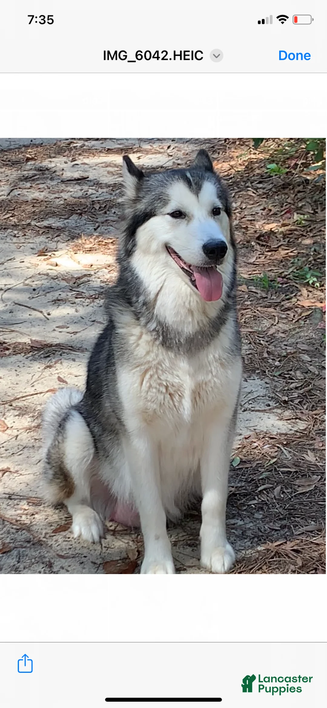 Alaskan Malamute dogs for sale: Elvis - Ad 2