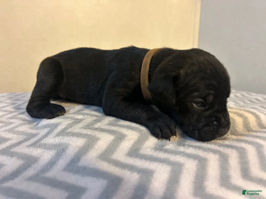 Cane Corso dogs for sale: Cane Corso Puppy 4 - Ad 1
