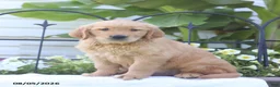 Golden Retriever dogs for sale: Carter - Ad 1