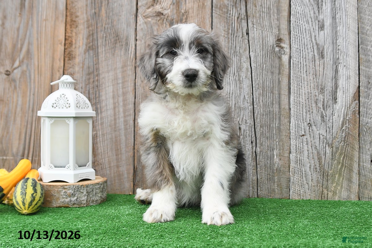 Mini Aussiedoodle dogs Alex - Ad 1