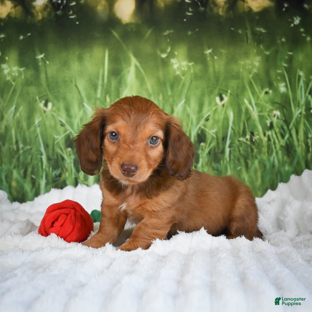 Miniature Dachshund dogs AKC Dillon - Ad 2