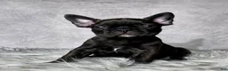 Frenchton dogs for sale: Miss Luna - Ad 8
